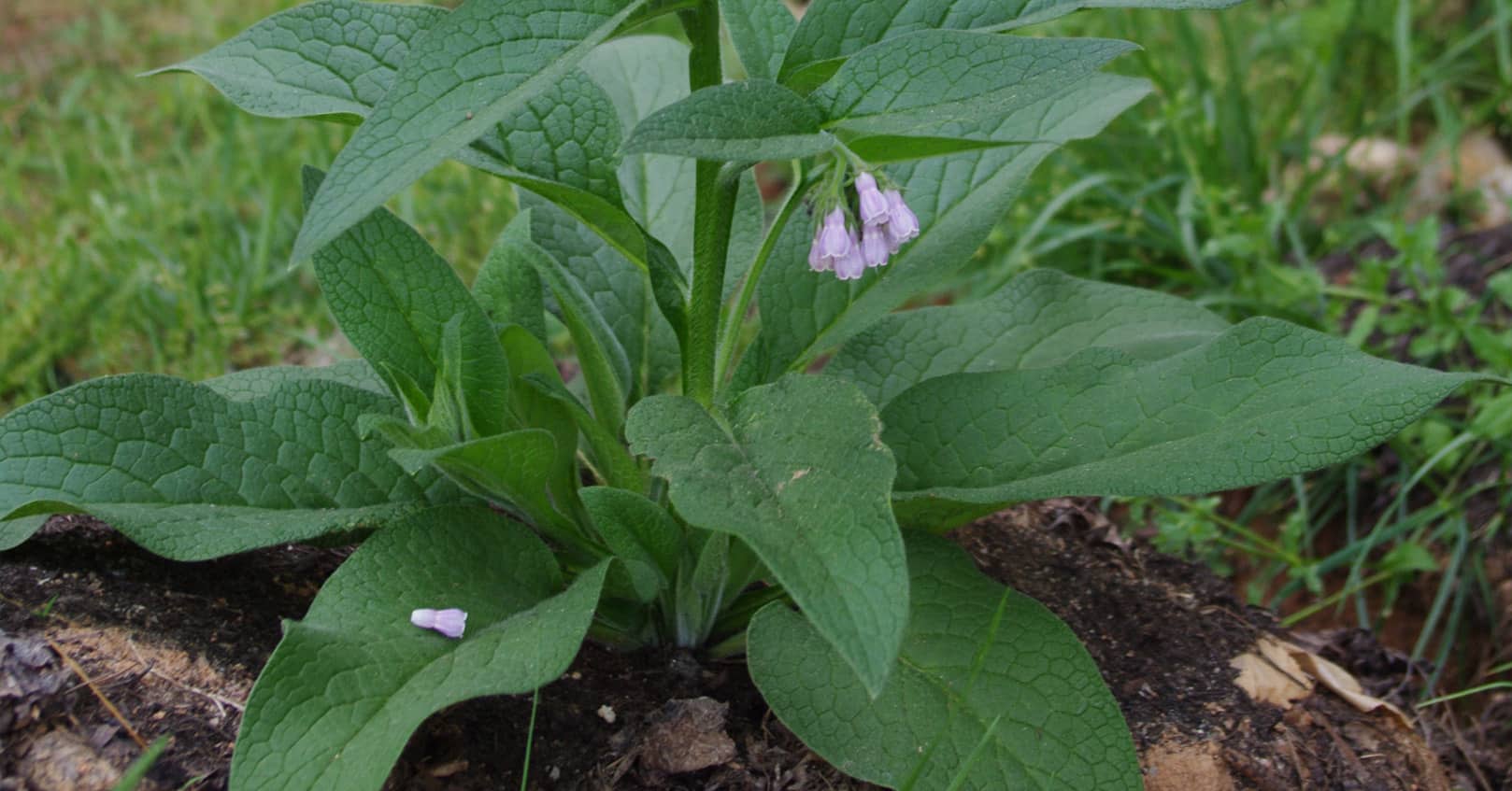 People paste, an herbal poultice for cuts and other wounds